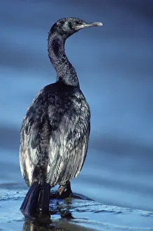 Phalacrocoraciformes: Pelagic Cormorant