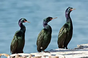 Phalacrocoraciformes: Pelagic Cormorants
