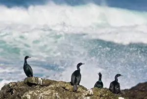 Waves: Pelagic Cormorants - on rocks by the sea
