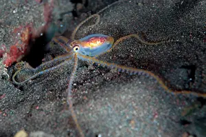 Pelagic: Pelagic Longarm Octopus