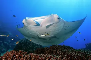 Pelagic: Pelagic manta ray (Manta alfredi), Micronesia, Pacific