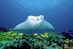 Pelagic: Pelagic manta ray (Manta birostris) and coral fish