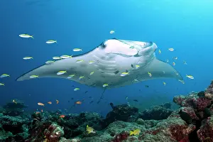 Pelagic: Pelagic manta ray (Manta birostris) over coral reef