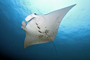 Pelagic: Pelagic manta ray (Manta birostris), Pacific