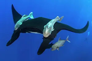 Pelagic: Pelagic manta ray (Mobula birostris) and fishes