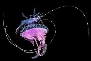 Nights: Pelagic shrimp on a Mauve stinger jellyfish (Pelagia