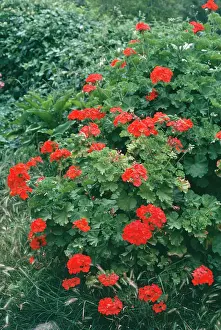 Pelargoniums: Pelargonium