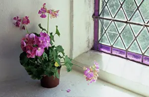 Stained: Pelargonium