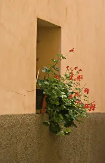 Windowsill: Pelargonium