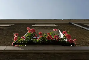 Balcony: Pelargonium