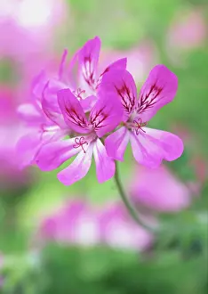 Pelargonium: Pelargonium