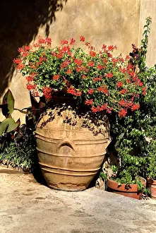 Pelargonium: Pelargonium