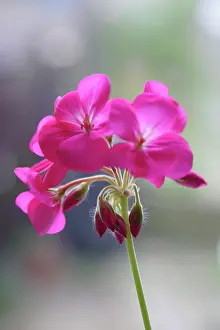 Pelargonium: Pelargonium