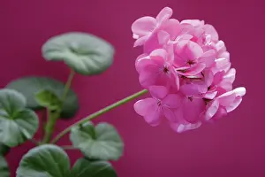 Pelargonium: Pelargonium