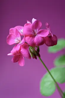 Pelargonium: Pelargonium
