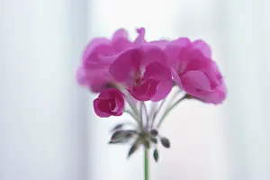 Pelargonium: Pelargonium