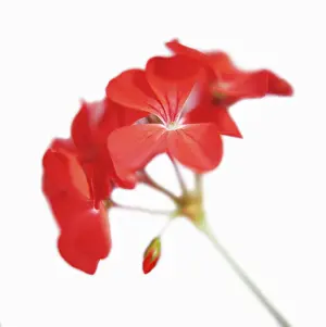 Pelargonium: Pelargonium