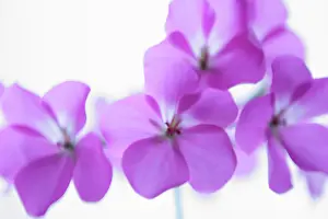 Pelargonium: Pelargonium