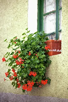 Unsophisticated: Pelargonium
