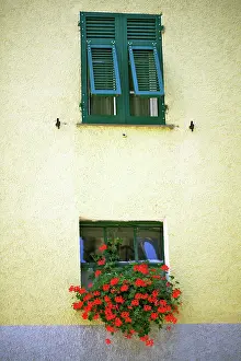 Unsophisticated: Pelargonium