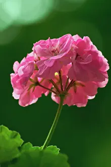 Pelargonium: Pelargonium