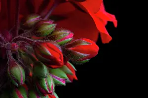 Pelargonium: Pelargonium