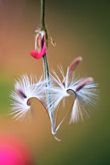 Pelargonium: Pelargonium