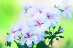 Pelargonium: Pelargonium