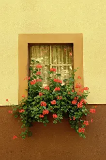 Pelargonium: Pelargonium