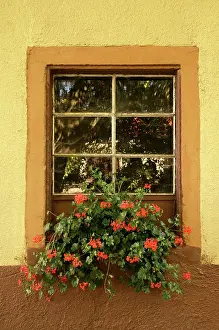 Pelargonium: Pelargonium