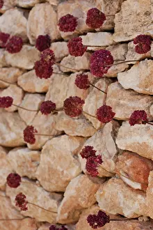 Sympathy: Pelargonium
