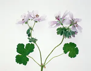 Pelargonium: Pelargonium