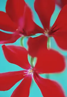 Pelargonium: Pelargonium