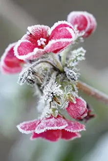Pelargonium: Pelargonium