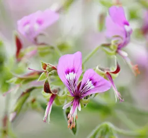 Pelargonium: Pelargonium