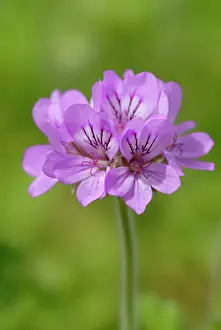 Pelargonium: Pelargonium