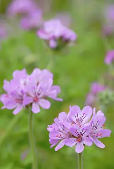 Pelargonium: Pelargonium