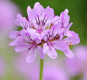 Pelargonium: Pelargonium