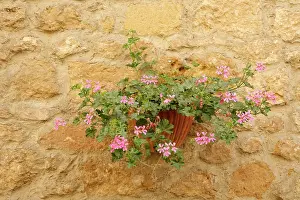 Pelargonium: Pelargonium