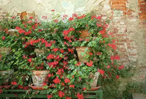 Pelargonium: Pelargonium