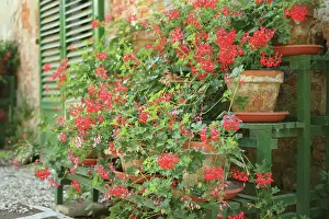 Pelargonium: Pelargonium