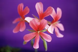 Pelargonium: Pelargonium