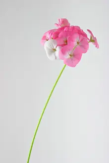 Pelargonium: Pelargonium