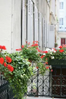 Railing: Pelargonium