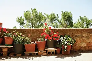 Courtyard: Pelargonium