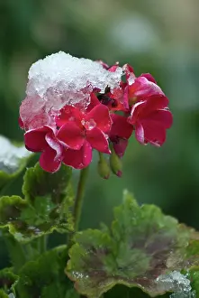 Persistence: Pelargonium