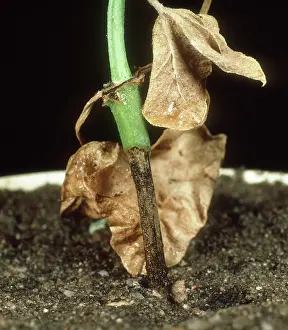 Cutting: Pelargonium blackleg