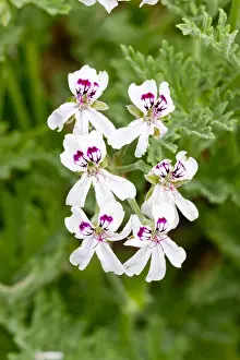 Geraniales: Pelargonium Blandfordianum in bloom in a garden