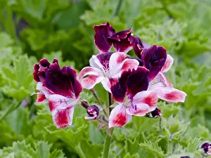 Geraniales: Pelargonium Blick in bloom in a garden