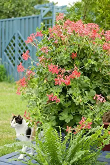 Board: Pelargonium in bloom and cat on a garden terrace